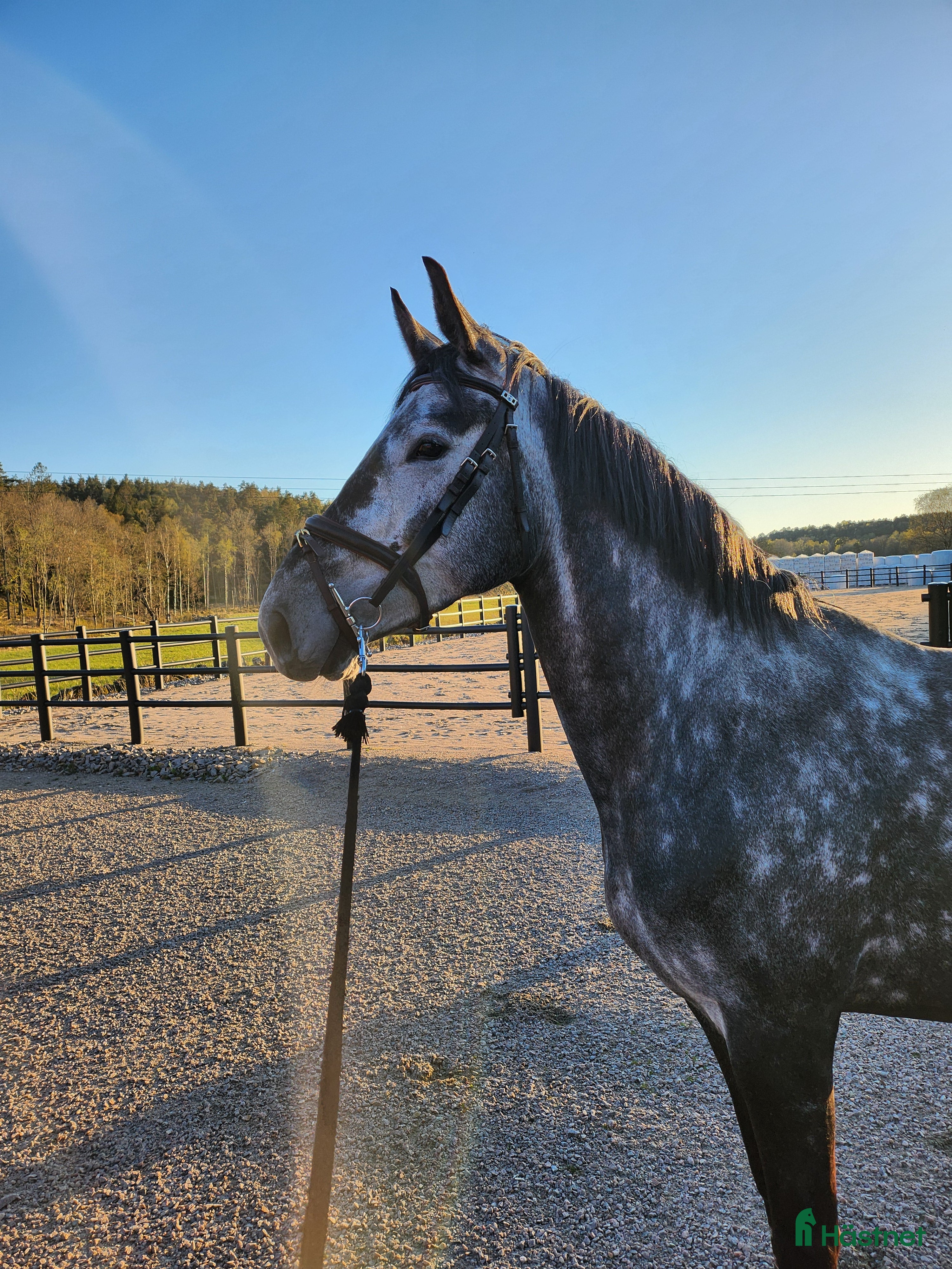  medryttarhäst finnes: 5 årigt halvblodssto i Horred - Annons 7
