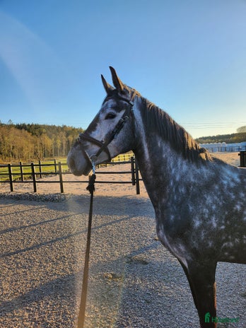 medryttarhäst finnes i Horred - Annons 12