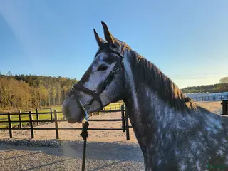 medryttarhäst finnes: 5 årigt halvblodssto i Horred - Annons 14