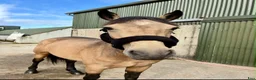 Allround hästar till salu: Easy 148 pony - Annons 12