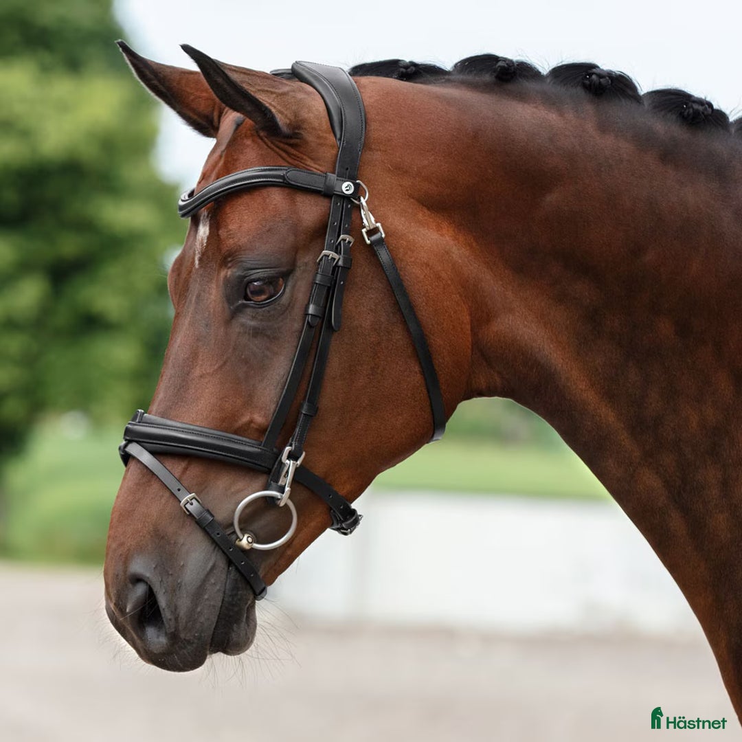 Träns hästutrustning till salu: Achemremsträns från fairfeild i Huddinge - Annons 6