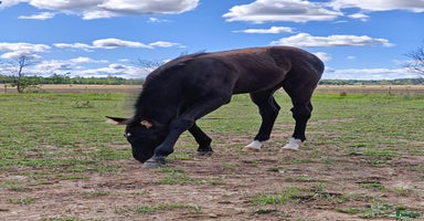  hästar i Klockrike - Annons 1