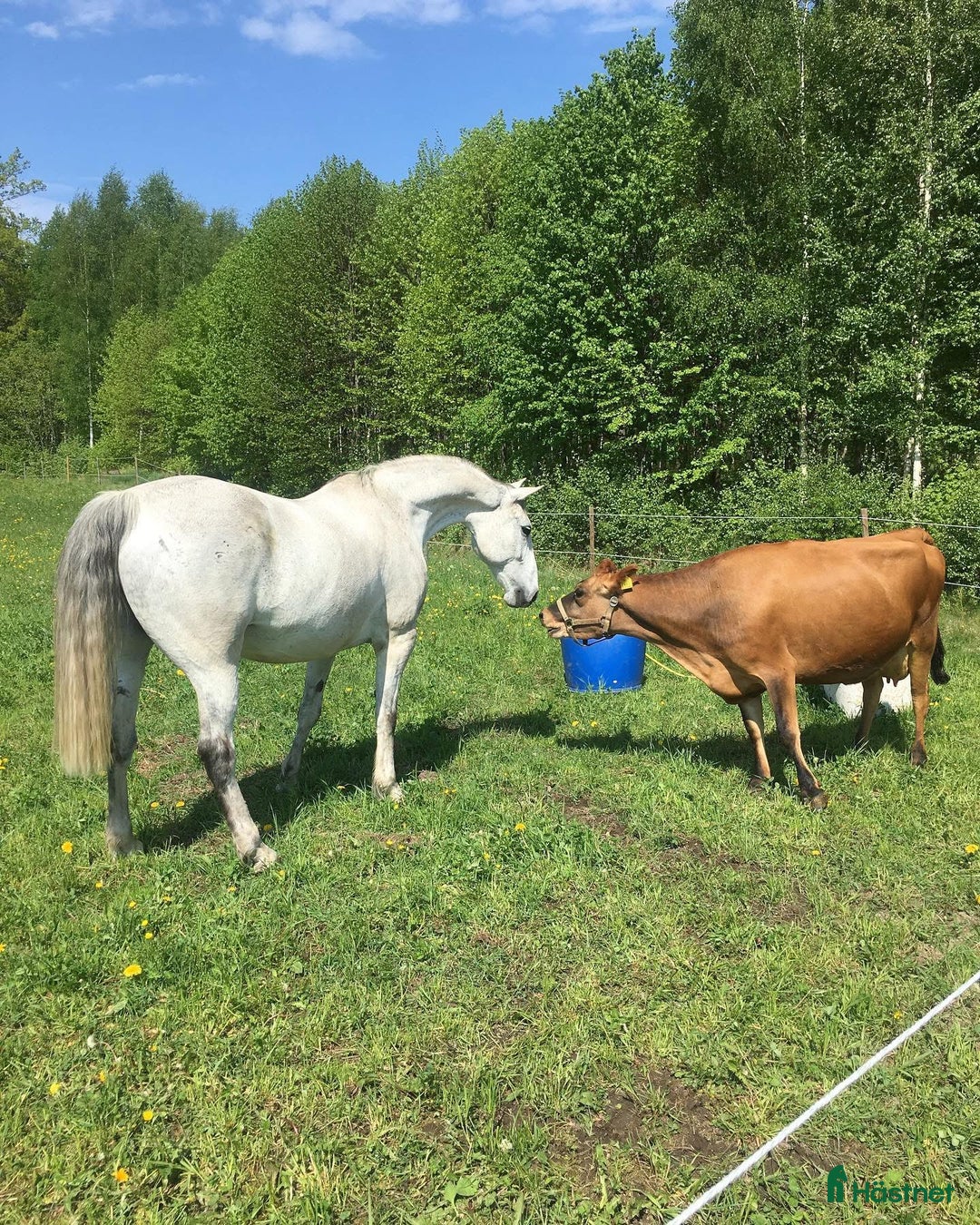 Allround hästar till salu: Söker ett föralltid hem i Hjo - Annons 2