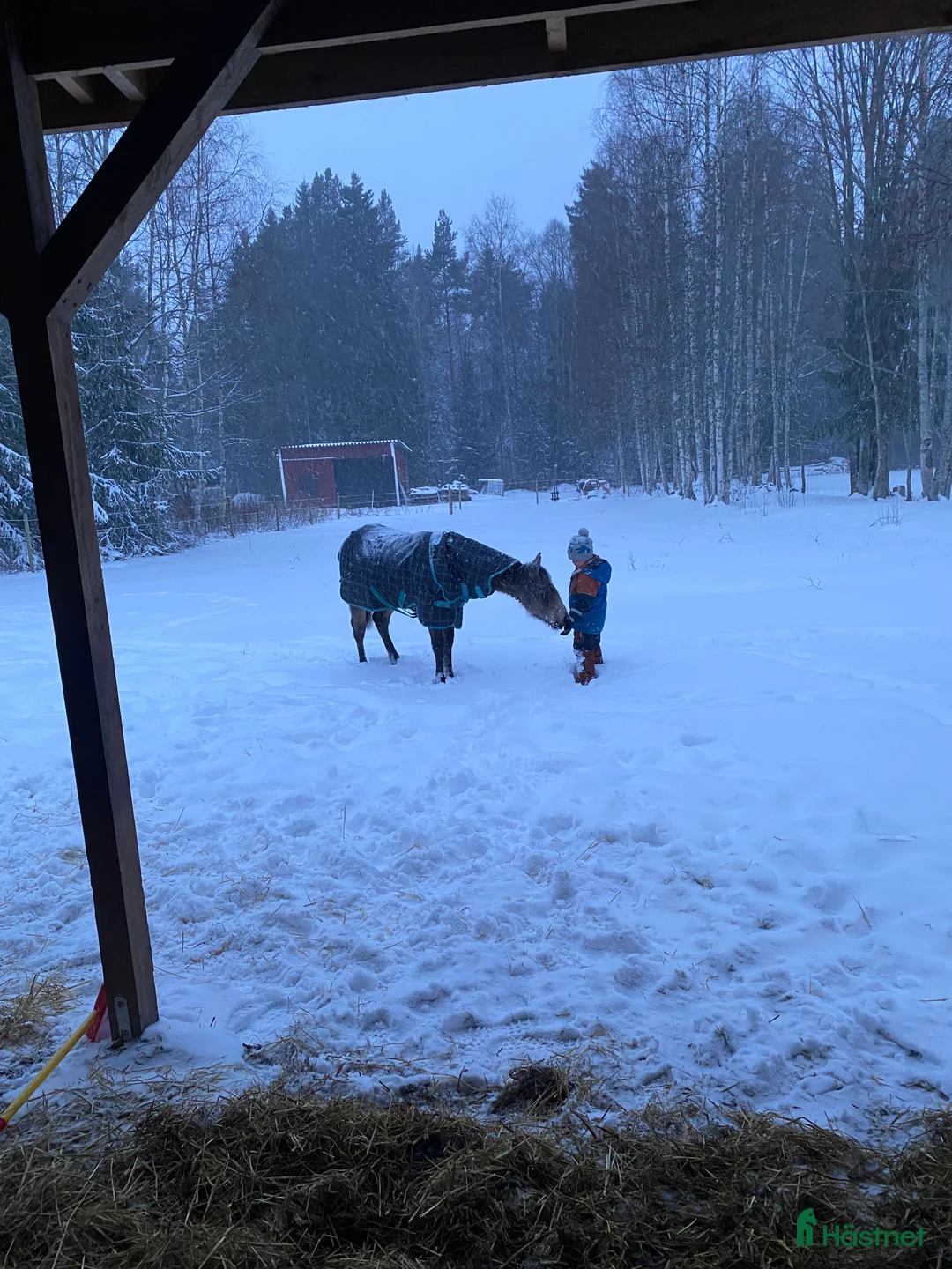 Western hästar till salu: Superfin Quarter åring  - Annons 7