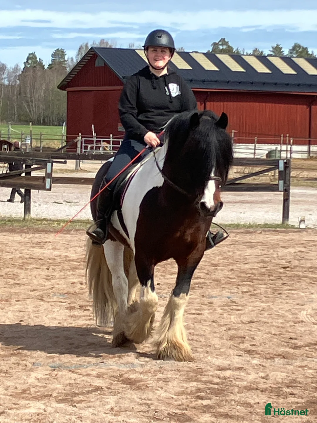Allround hästar till salu: Irishcob hingst  i Hedemora - Annons 6