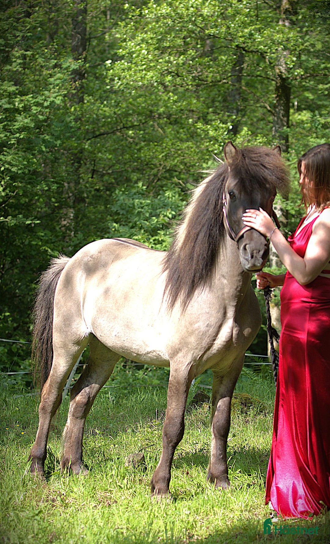 Island hästar till salu: Vackra Valacken Nimbus i Hörby - Annons 4