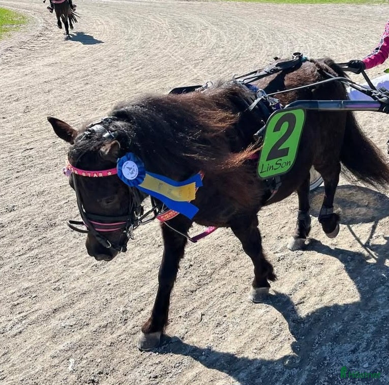  hästar Remmen söker en bästa vän och tävlingskompis - Annons 2