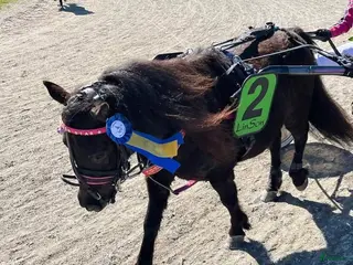 hästar Remmen söker en bästa vän och tävlingskompis - Annons 2