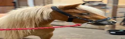 Allround hästar till salu: Trevlig barnponny - Annons 5