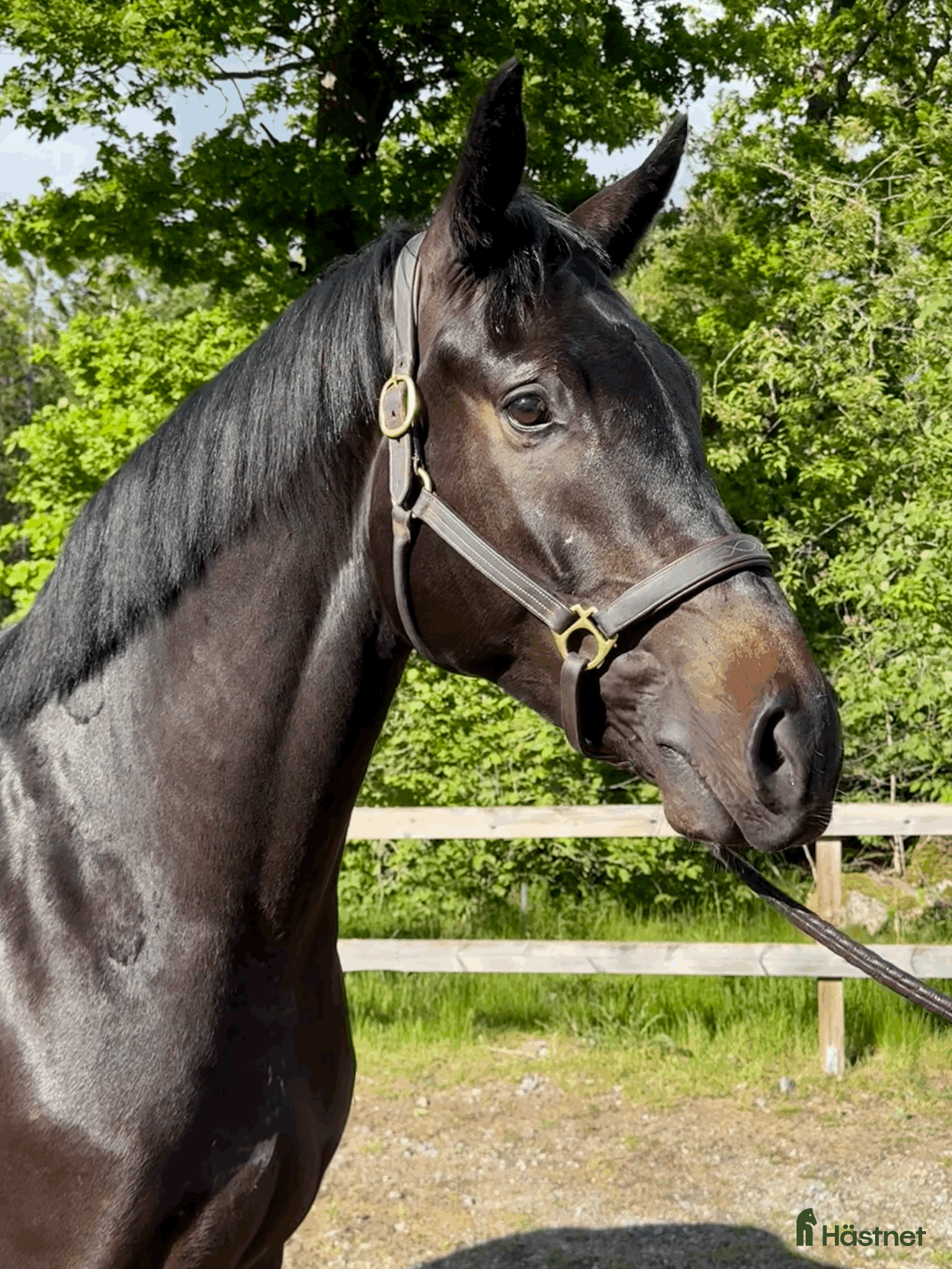  hästar Draco de Semilly – lovande 4-åring - Annons 2