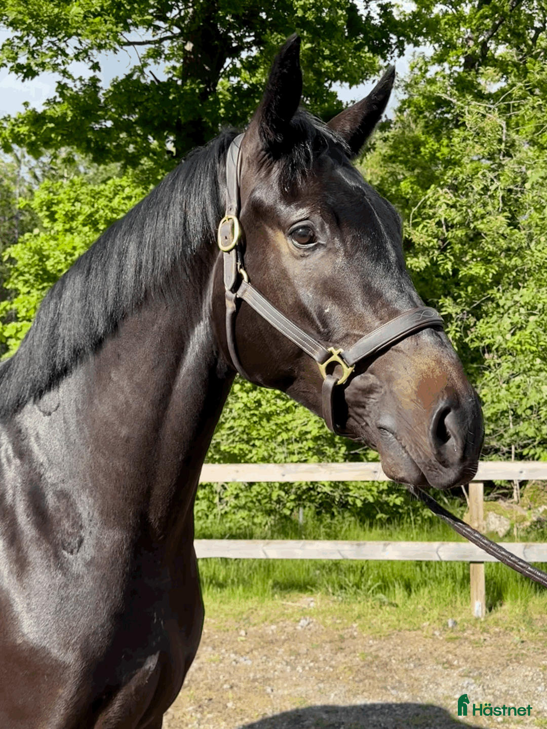 Hoppning hästar till salu: Draco de Semilly – lovande 4-åring - Annons 2