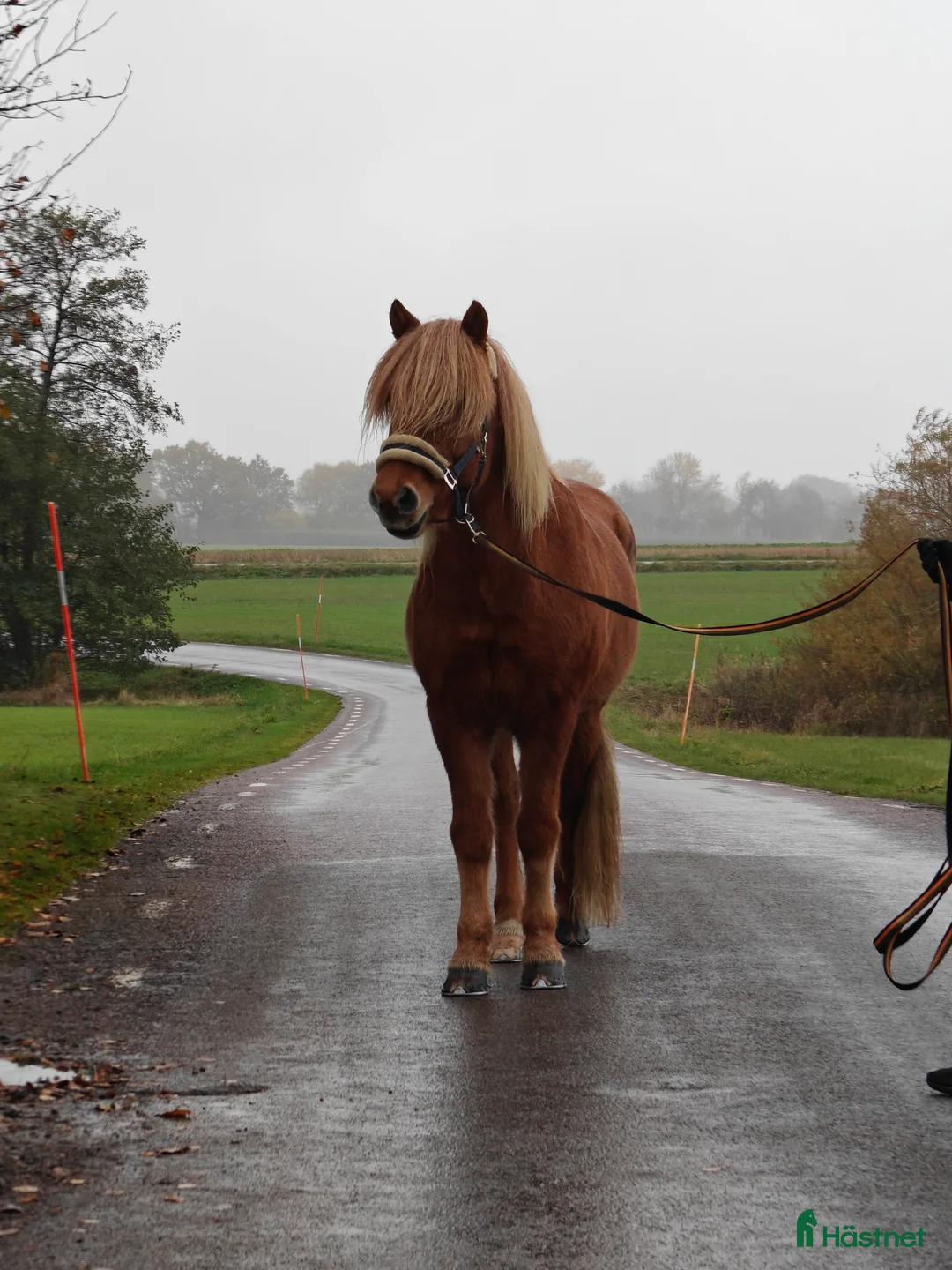 Island hästar till salu: Sällskapshäst - Annons 1