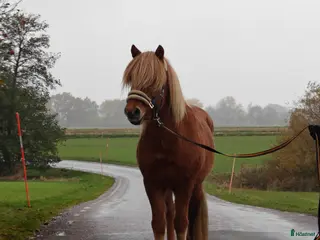 hästar Sällskapshäst - Annons 1