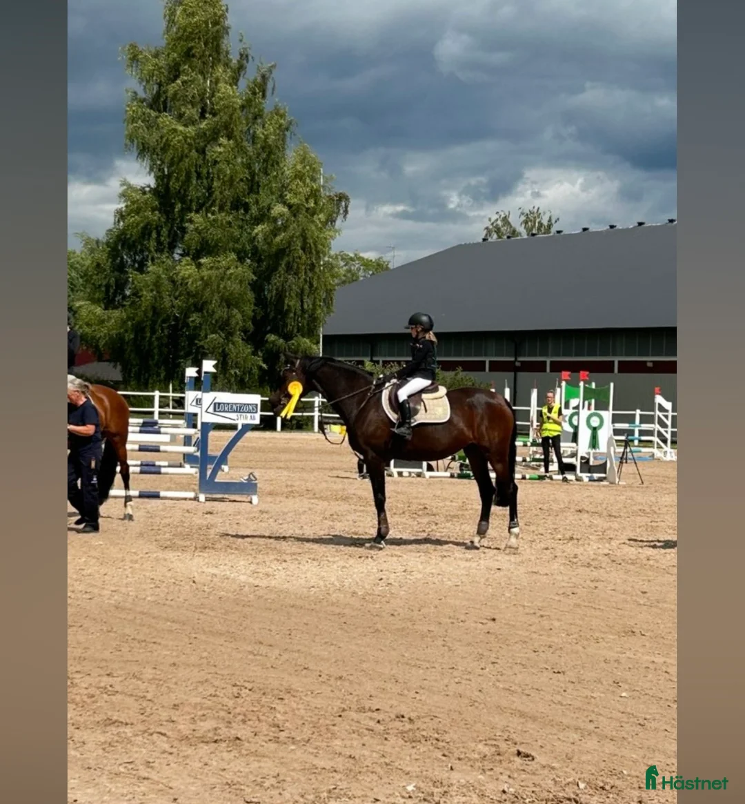 Hoppning hästar till salu: Häst för satsande children lr Junior  - Annons 10