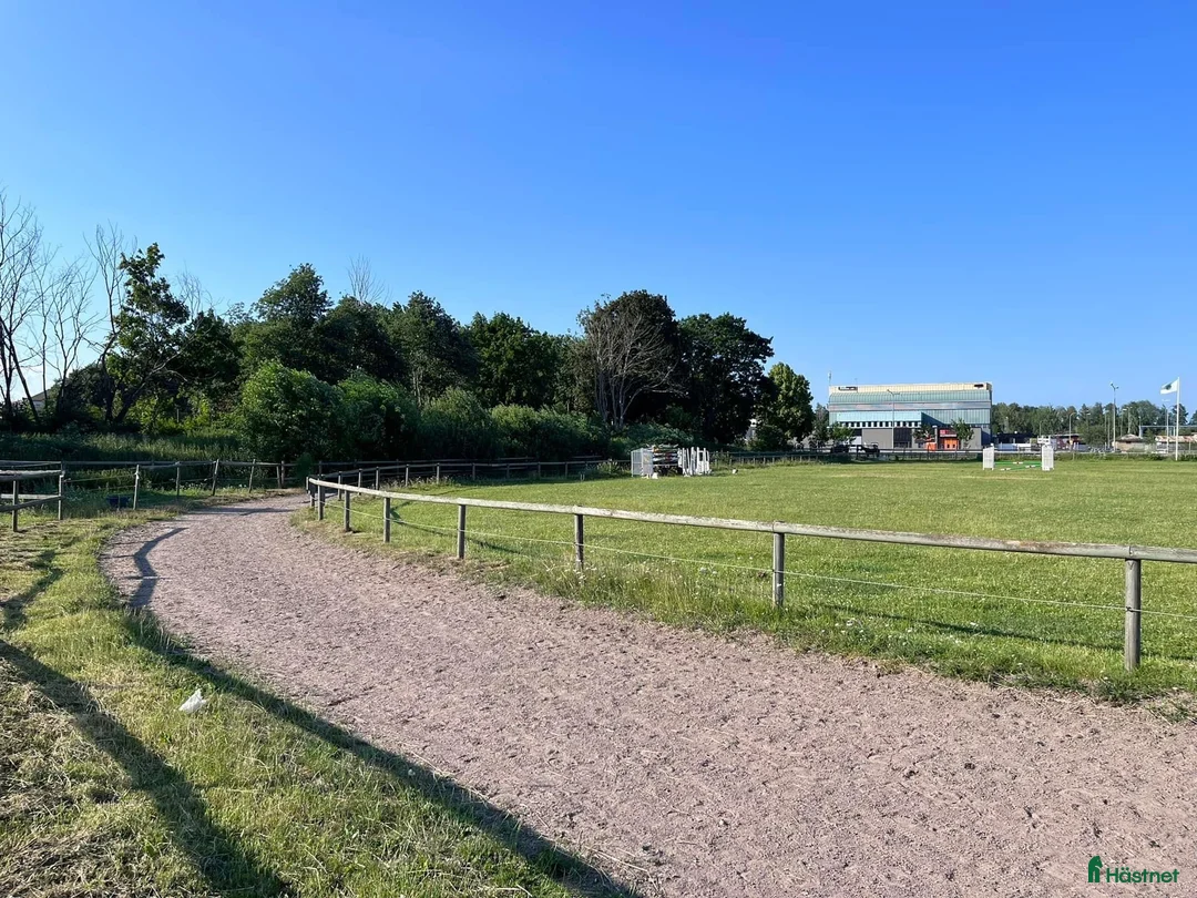 Allround hästar sökes: Häst sökes - Annons 8