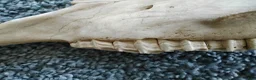 Övrig Hästutrustning hästutrustning till salu: Överkäke del av hästkranium - Annons 2