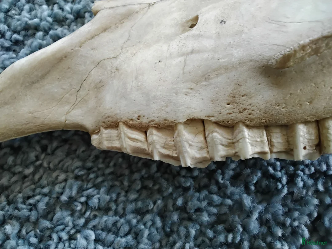 Övrig Hästutrustning hästutrustning till salu: Överkäke del av hästkranium - Annons 2