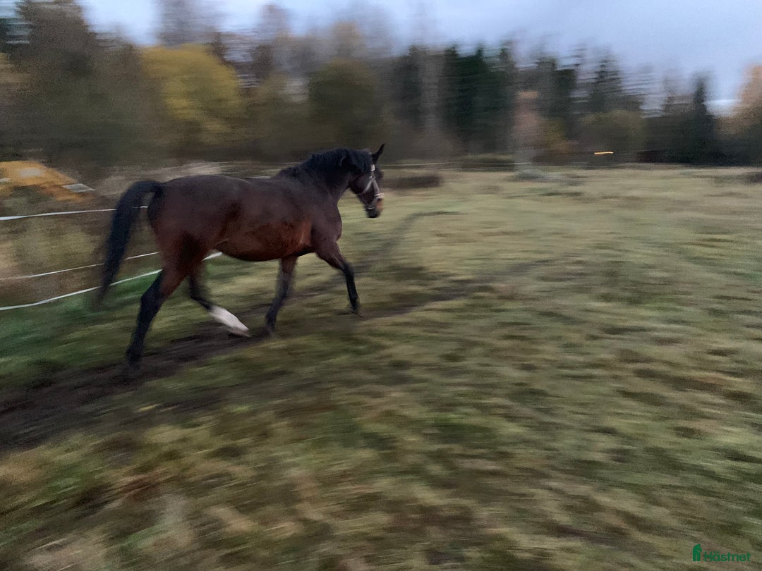 Allround hästar till salu: Sto 15 år  i Alvesta - Annons 2