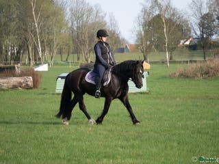 medryttarhäst finnes: Medryttare till D-ponny sökes i Falkenberg - Annons 21