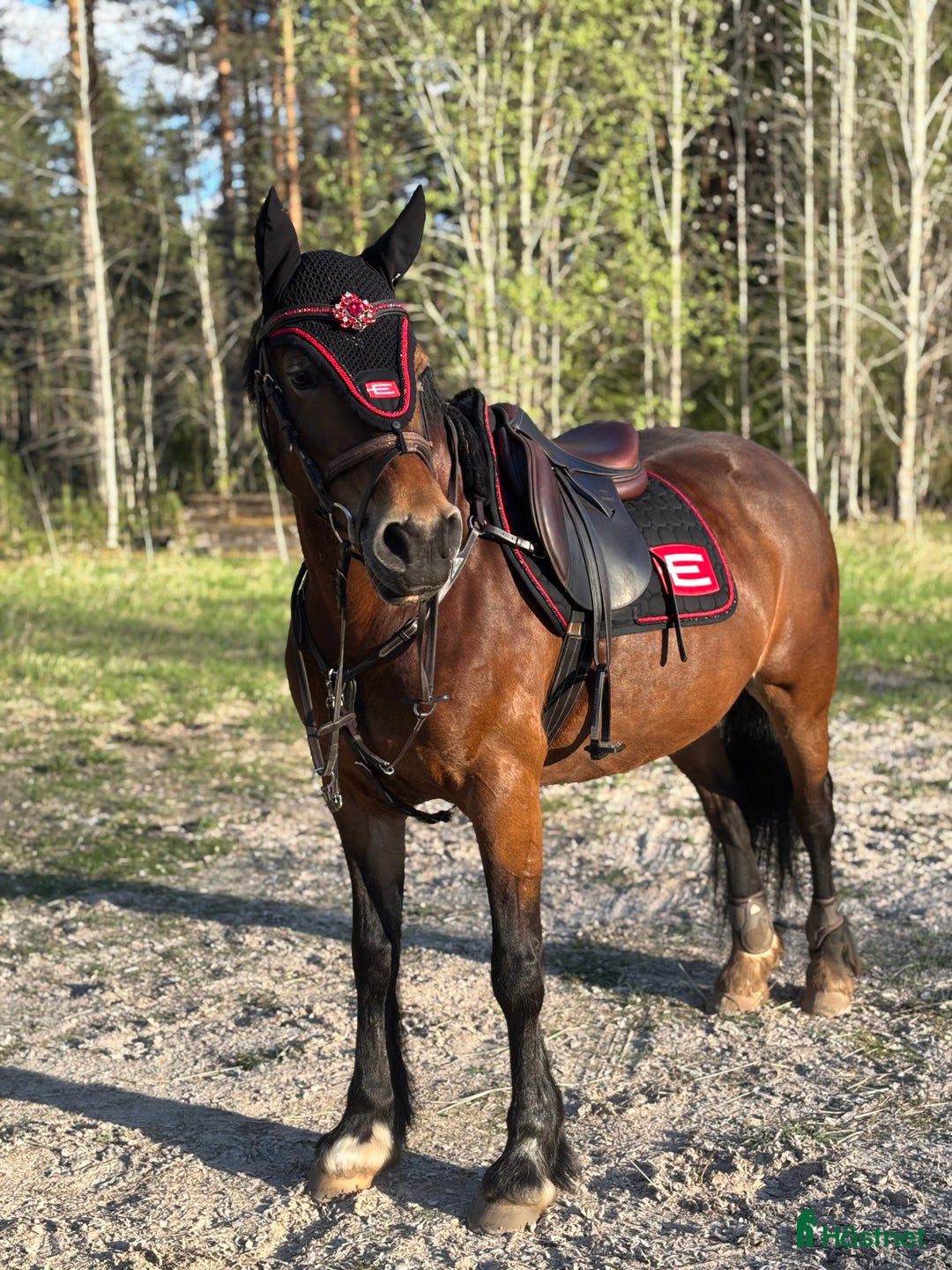 Allround hästar till salu: Fantastiskt Sto söker nytt och rätt hem i Rättvik - Annons 2