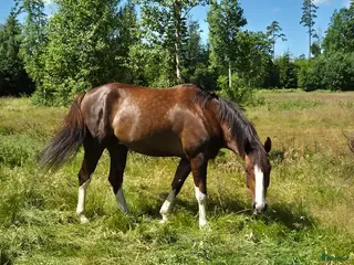 hästar Snygg schysst valack i Fagerhult - Annons 14