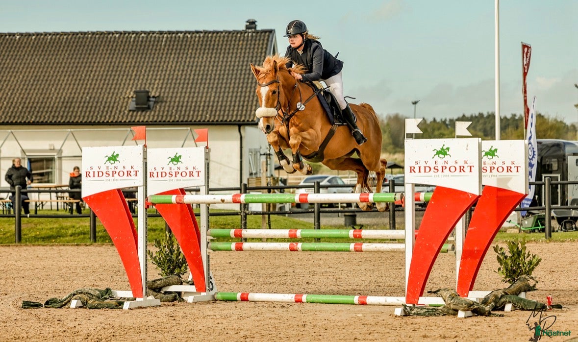  hästar Sportig SWB valack  - Annons 1