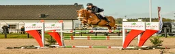 Hoppning hästar till salu: Sportig SWB valack  - Annons 1