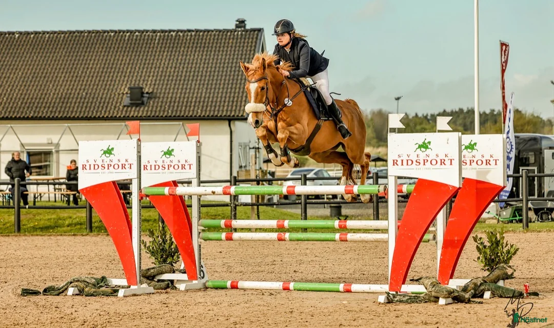 Hoppning hästar till salu: Sportig SWB valack  - Annons 1
