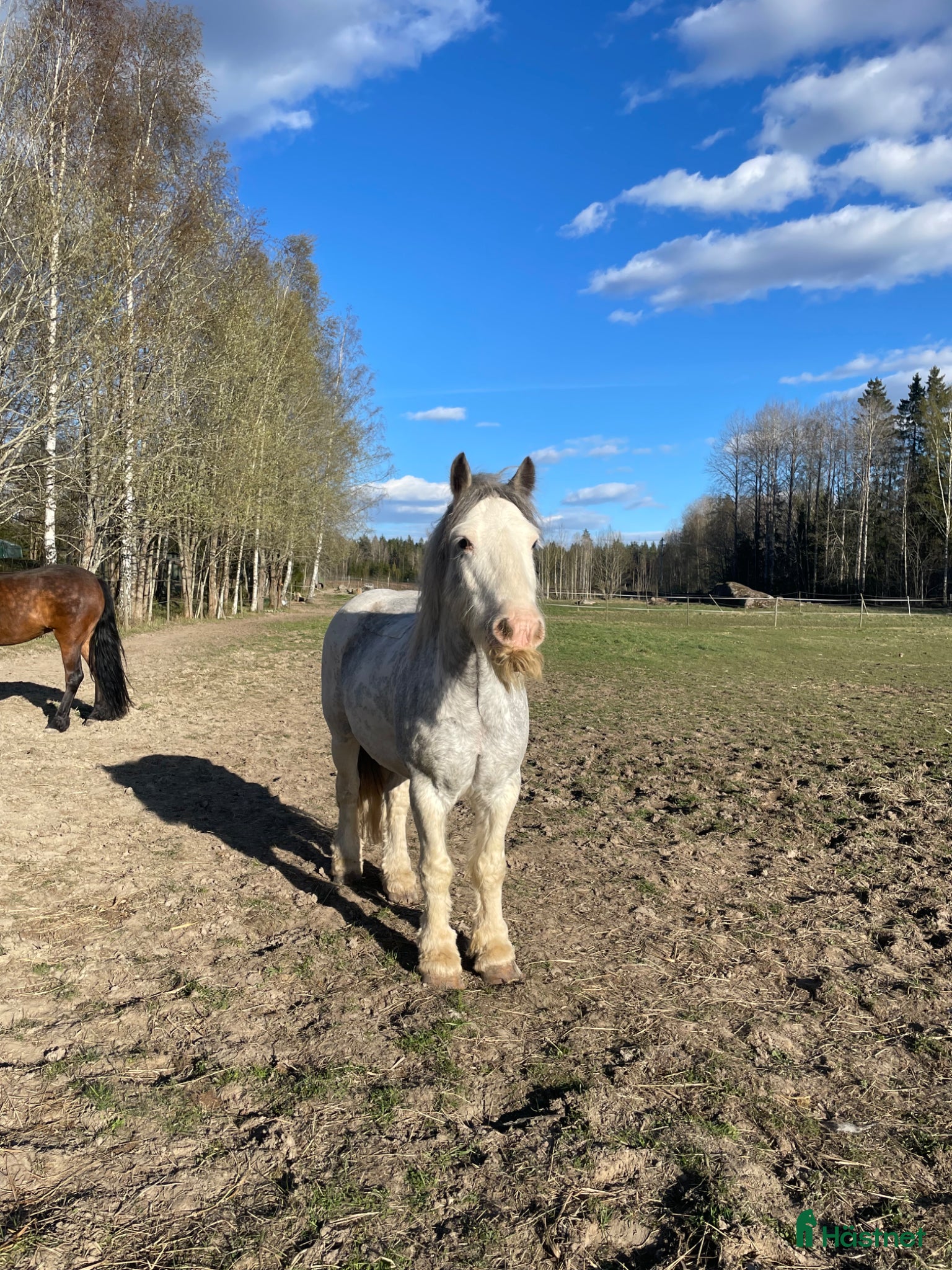  hästar En snäll kille  - Annons 2