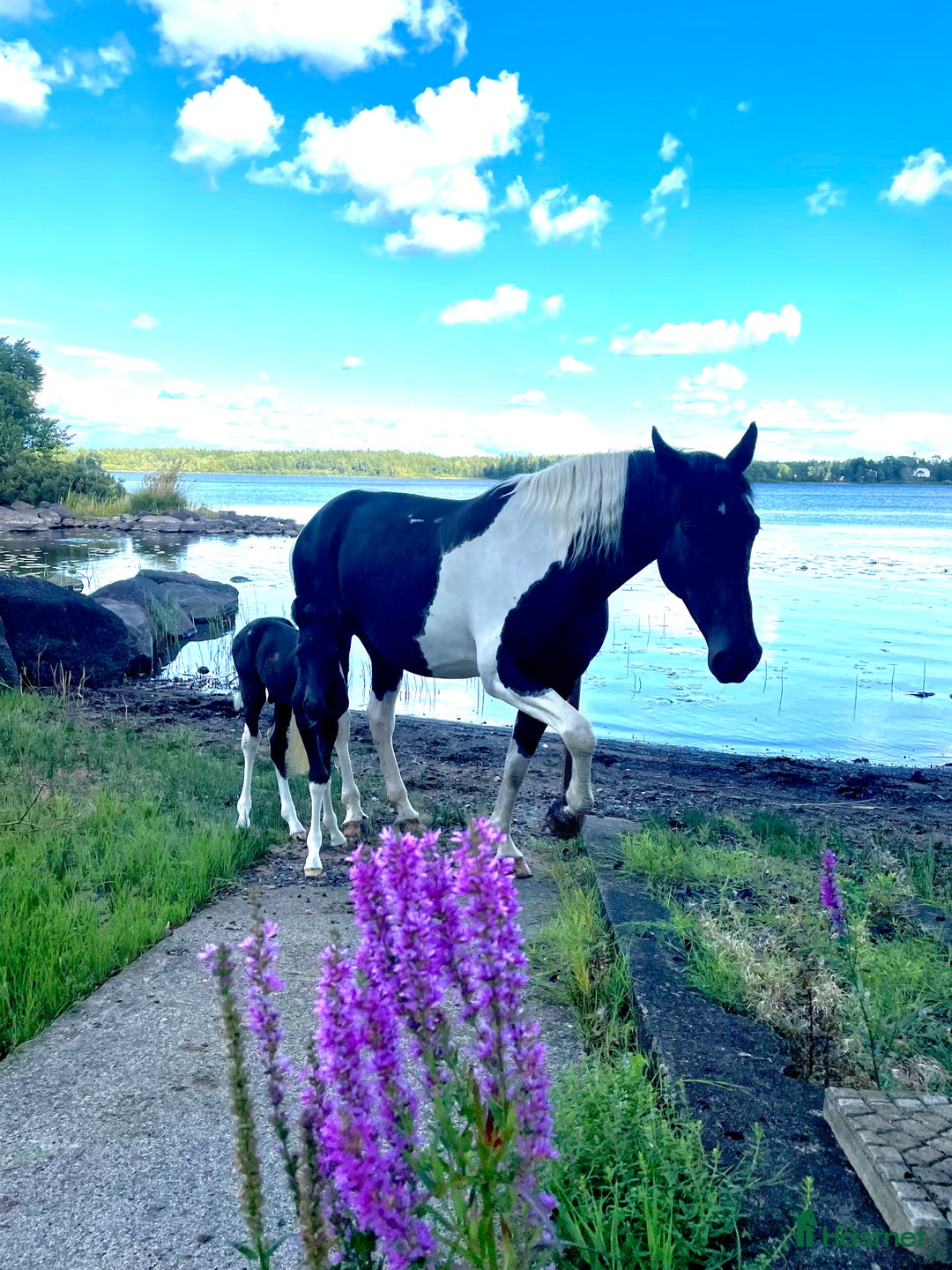 Western hästar till salu: Trygg och vänlig skäck med många möjligheter!  i Älmhult - Annons 4