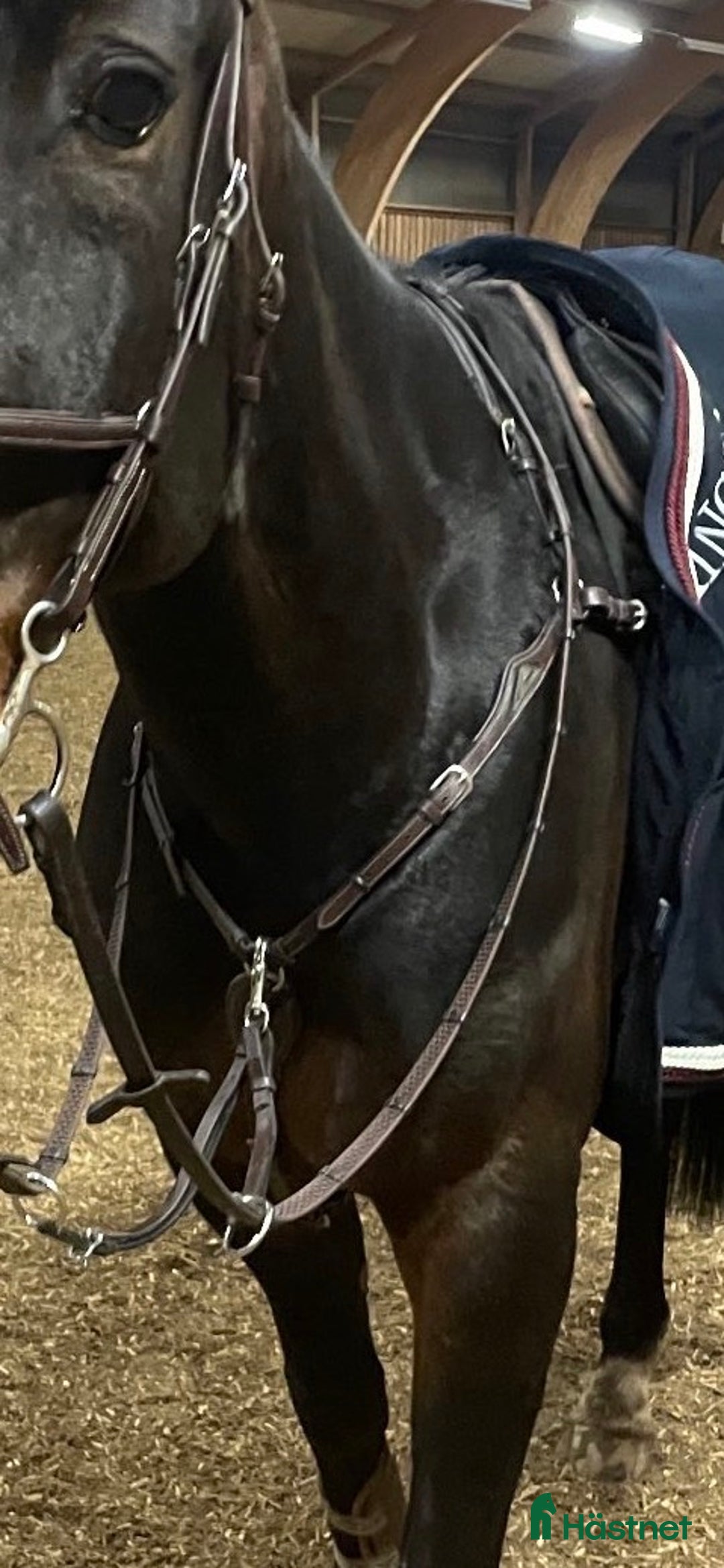 Träns hästutrustning till salu: Equiline Förbygel i Hova - Annons 2