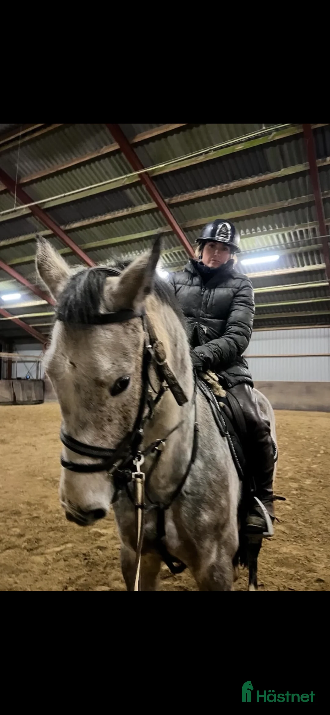 Hoppning hästar till salu: Oslipad diamant - Annons 1