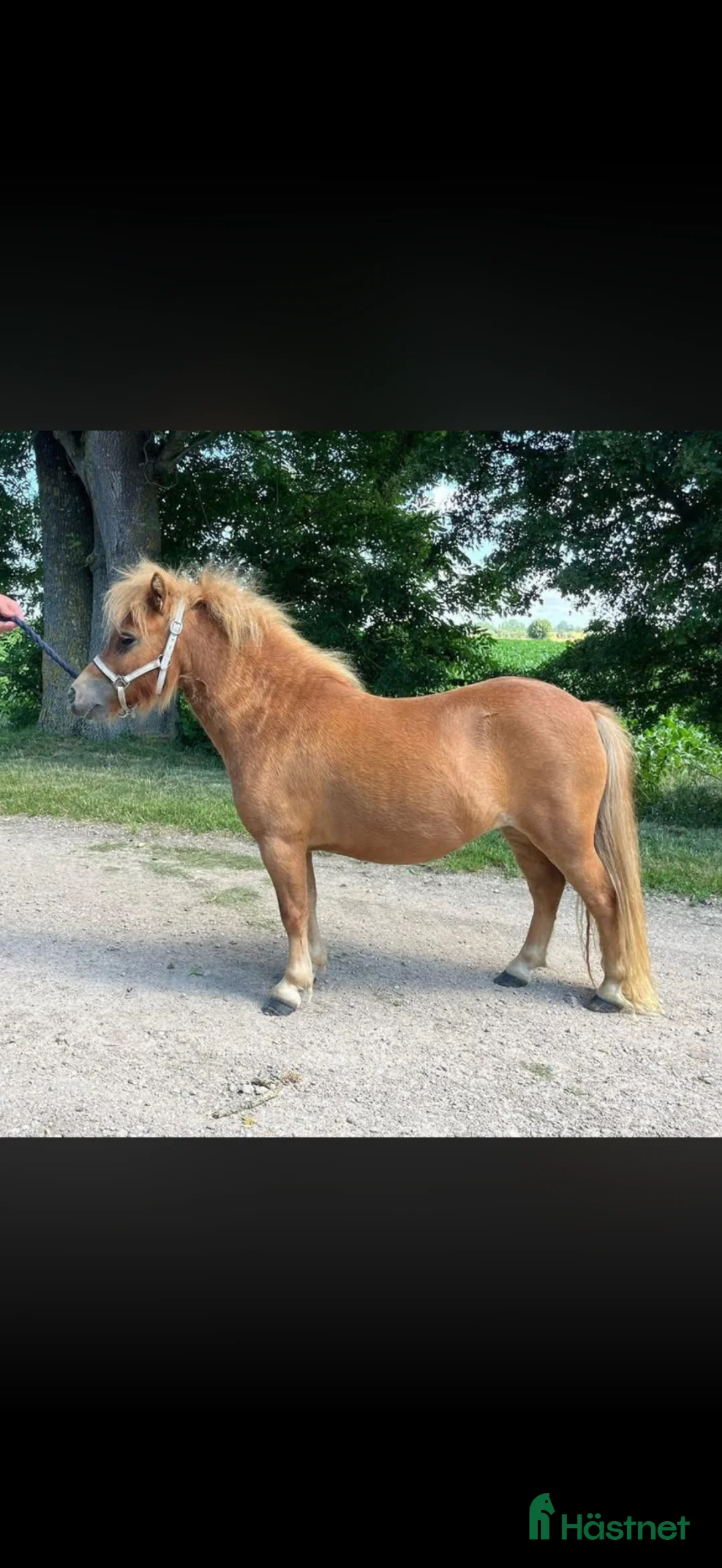 Allround hästar till salu: Gulligt mini sto  - Annons 4