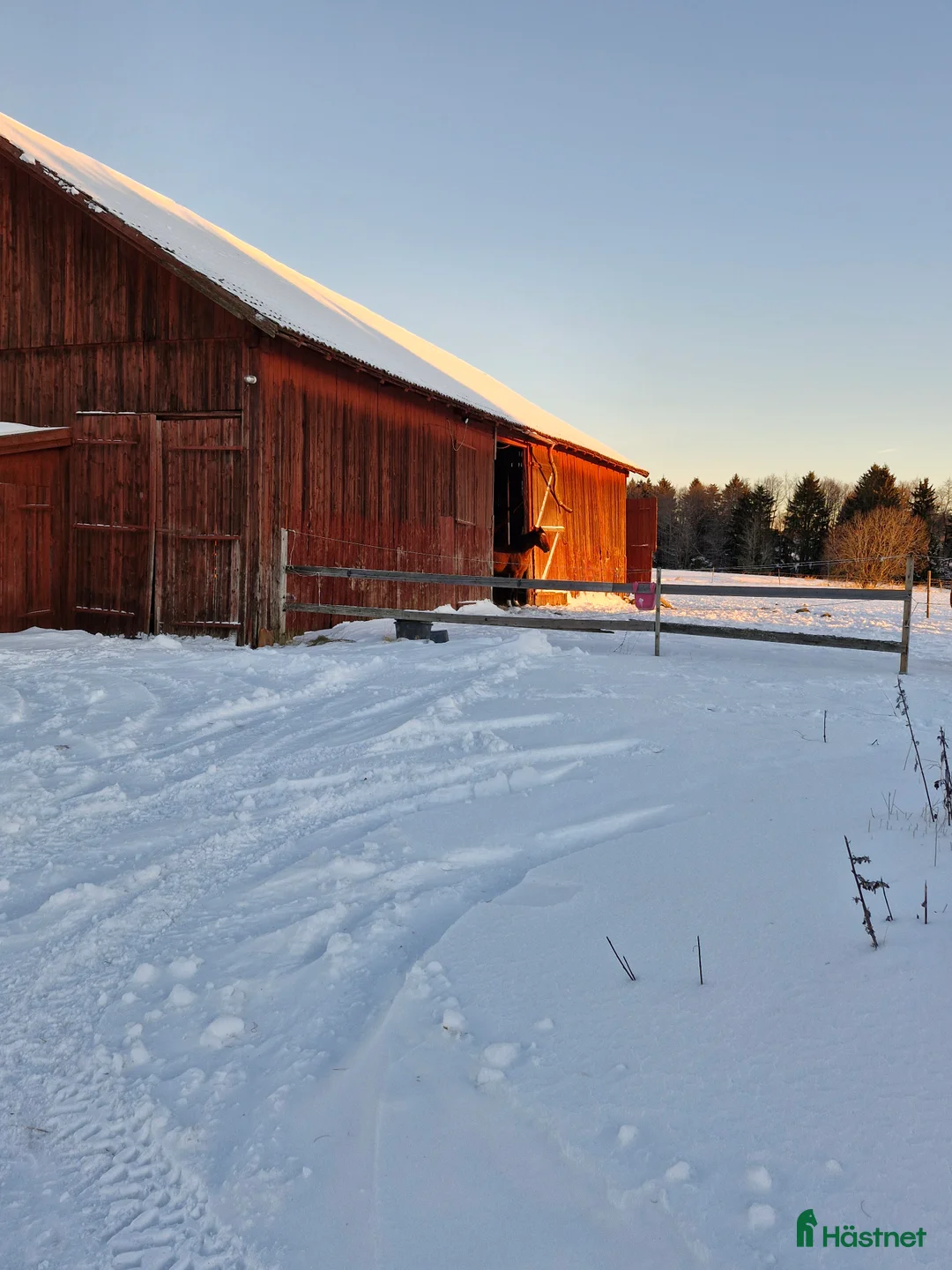  stallplats finnes: Finnes lösdriftsplats Hingst f 24/25 - Annons 1