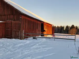 stallplats Finnes lösdriftsplats Hingst f 24/25 - Annons 15