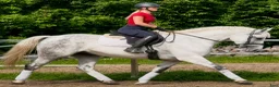 Allround hästar till salu: Exceptional Silesian Mare–The Star for your Future - Annons 9