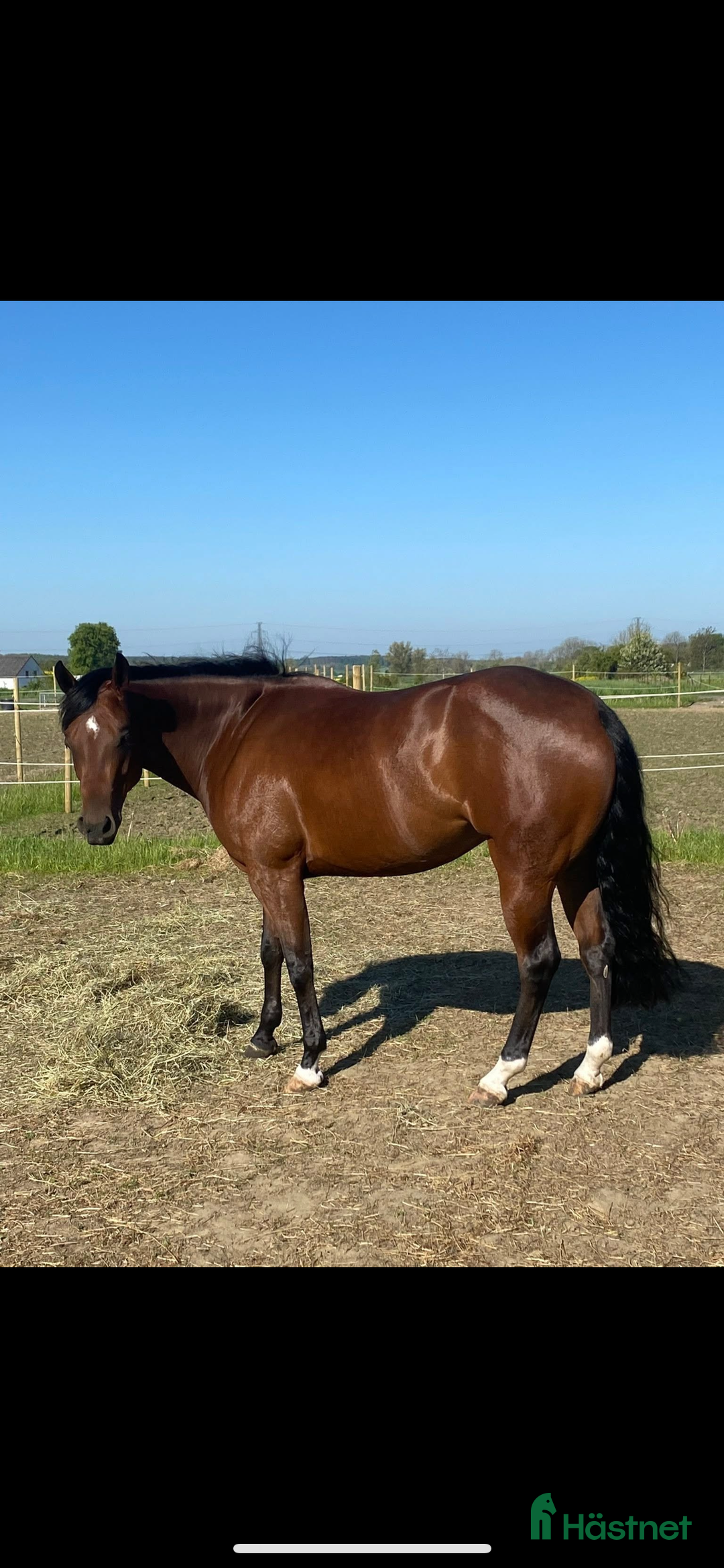 Western hästar till salu: Läromästare  i Häljarp - Annons 2