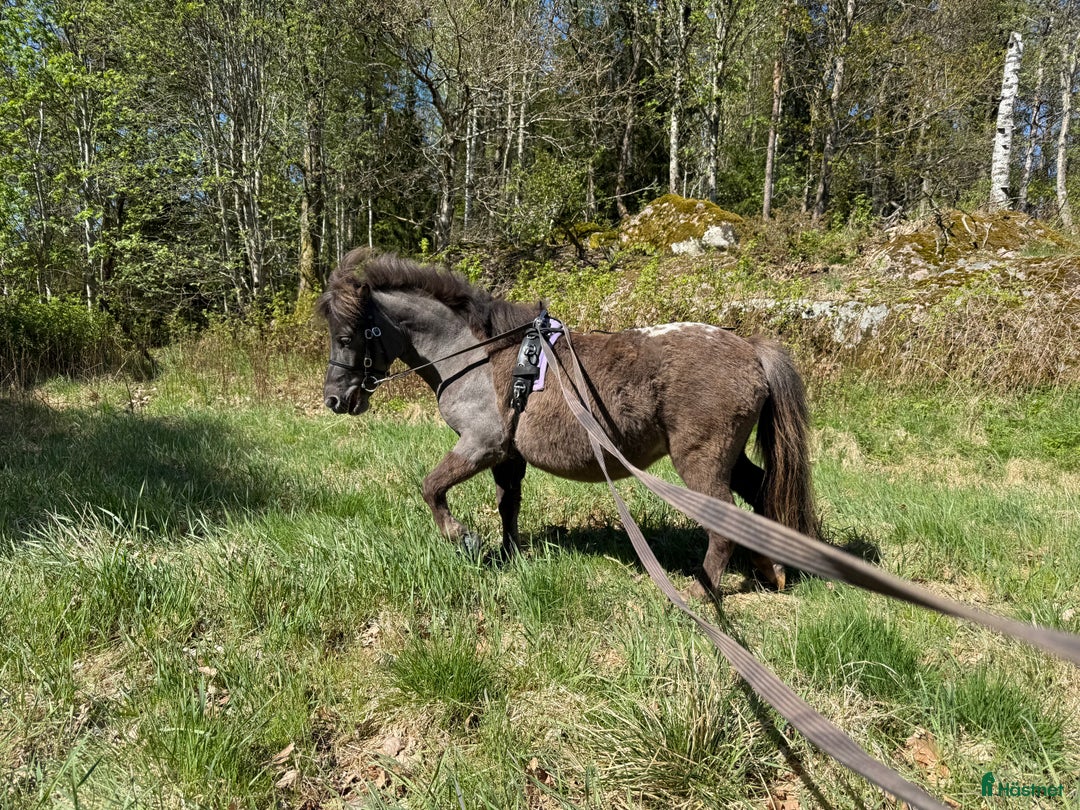 Allround hästar till salu: Unik ponny söker nytt hem  i Sjuntorp - Annons 2