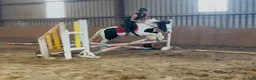 Allround hästar till salu: “Bombproof” 138cm mare - Annons 15
