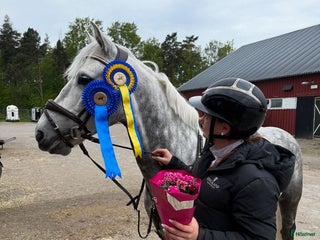 hästar Fantastisk D-ponny i Tungelsta - Annons 12