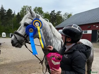 Hoppning hästar till salu: Fantastisk D-ponny i Tungelsta - Annons 2