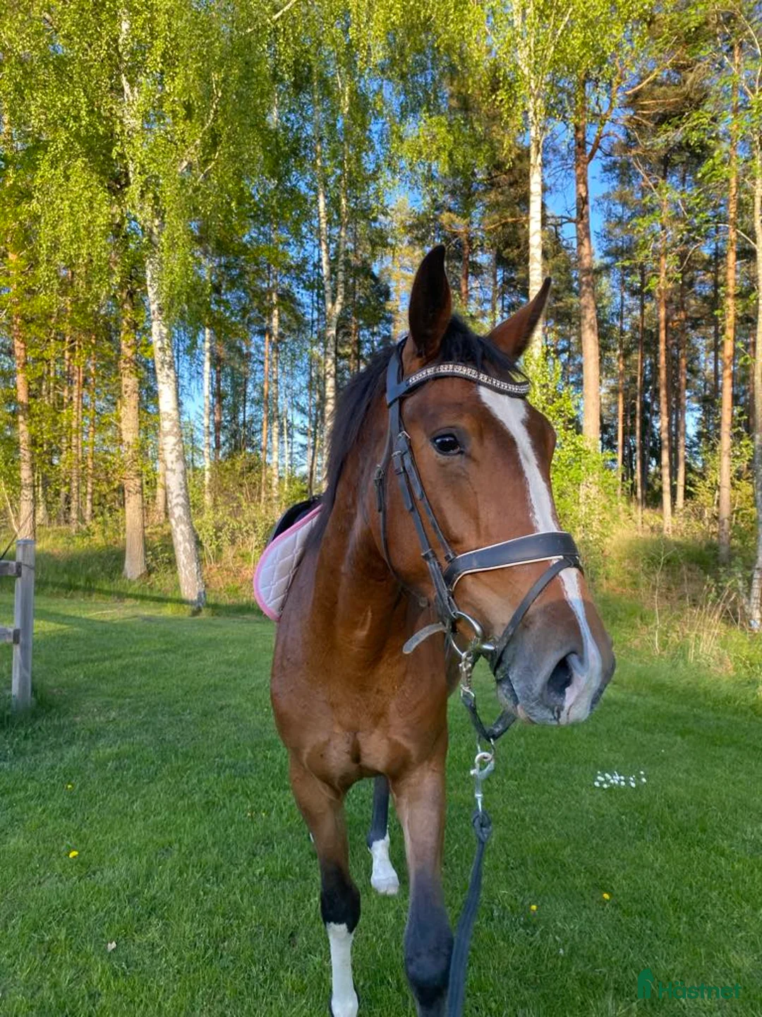 Hoppning hästar till salu: Hedvig ett framtidslöfte inom hoppsporten i Berga - Annons 3