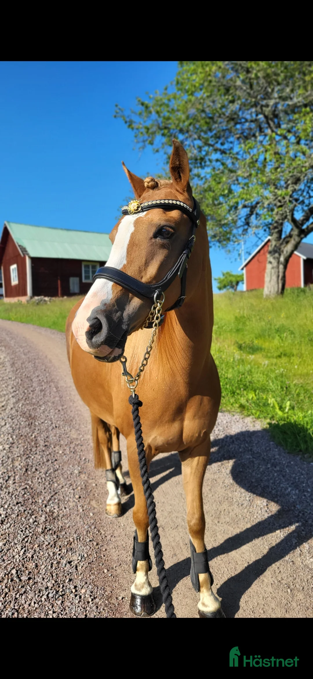 Allround hästar till salu: Intressekoll! Scilla söker sin nya lilla ryttare❤️ i Ljungsbro - Annons 4