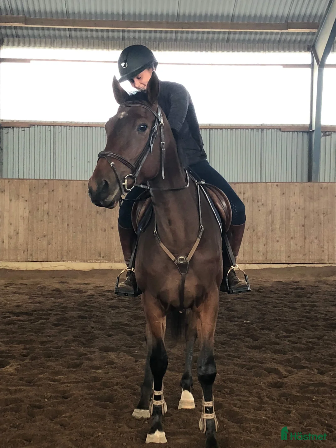  hästservice finnes: Inridning/igångsättning/konvalescens/försäljning - Annons 1