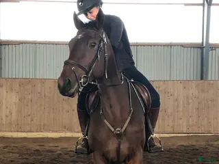 hästservice Inridning/igångsättning/konvalescens/försäljning - Annons 4