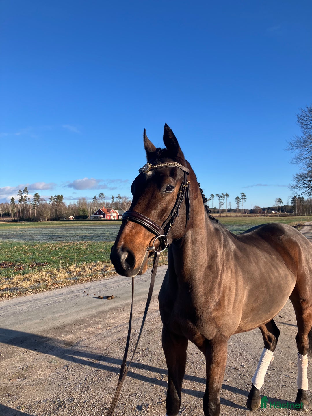 Allround hästar till salu: Värdens snällaste mysigaste häst i Skara - Annons 2