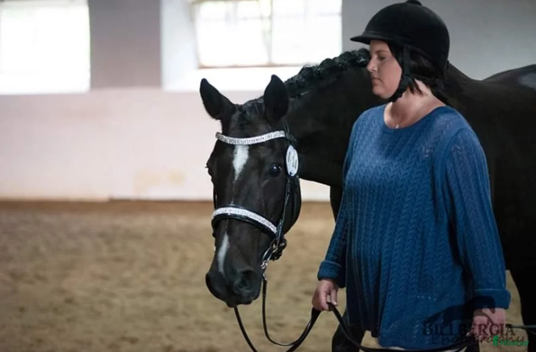 Träns hästutrustning till salu: Superfint träns - Annons 3