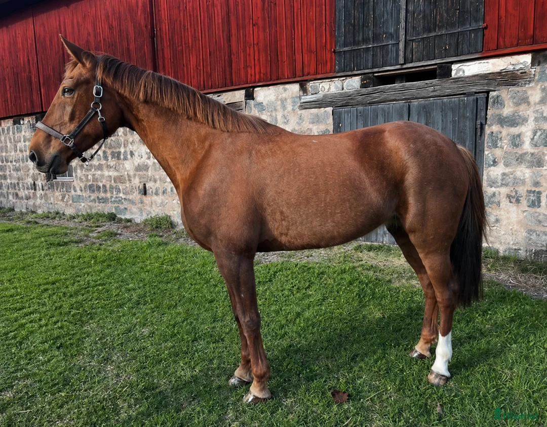 Allround hästar till salu: Trevligt sto  - Annons 2