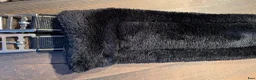 Sadeltillbehör hästutrustning till salu: Fairfield sadelgjord nylon 130 cm nästan som ny  - Annons 4
