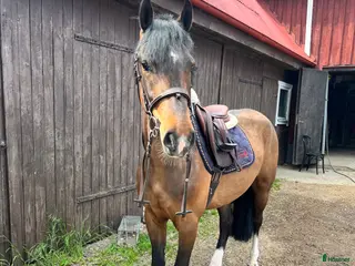 hästar FRAMTIDSPONNY - Annons 4